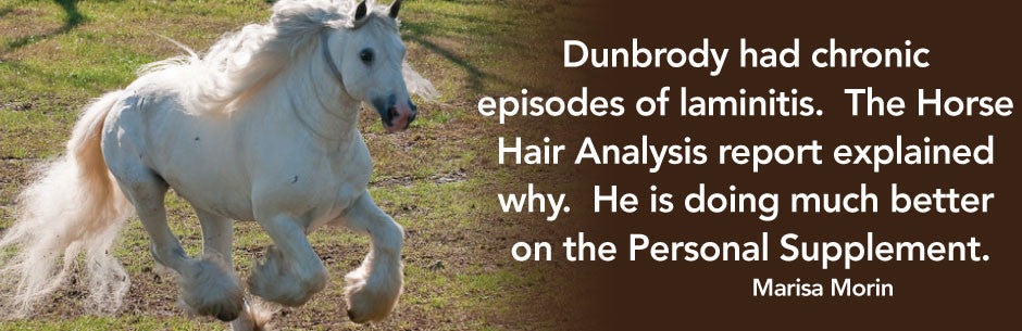 The Science Behind Horse Hair Analysis – DePaolo Equine Concepts